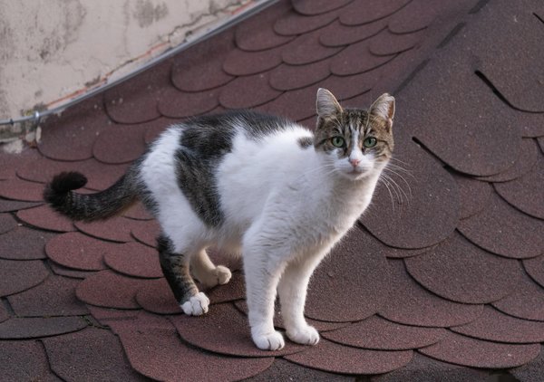 Scopri come l'intelligenza artificiale nell'analisi comportamentale può mitigare i rischi della sicurezza informatica